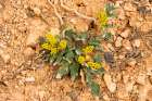 Creeping barberry. Bryce Canyon National Park, Utah, USA. Art Print